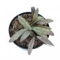 HOYA GALITIC SMT free phytosanitary