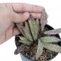 HOYA GALITIC SMT free phytosanitary