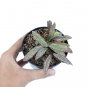 HOYA GALITIC SMT free phytosanitary