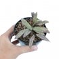 HOYA GALITIC SMT free phytosanitary