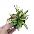 HOYA WAYET TRICOLOUR free phytosanitary