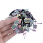 HOYA HEART VARIEGATED free phytosanitary