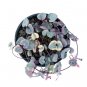 HOYA HEART VARIEGATED free phytosanitary