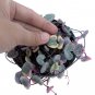 HOYA HEART VARIEGATED free phytosanitary
