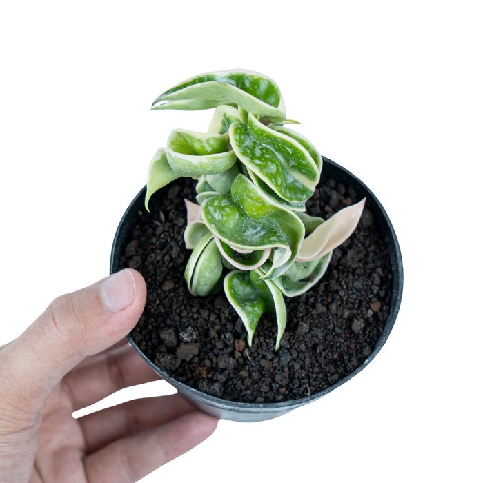 HOYA COMPACTA VARIEGATED free phytosanitary