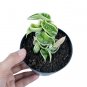 HOYA COMPACTA VARIEGATED free phytosanitary