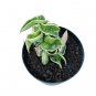 HOYA COMPACTA VARIEGATED free phytosanitary