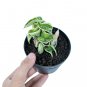 HOYA COMPACTA VARIEGATED free phytosanitary