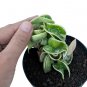 HOYA COMPACTA VARIEGATED free phytosanitary