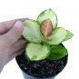 HOYA AUSTRALIS free phytosanitary