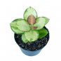 HOYA AUSTRALIS free phytosanitary