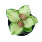 HOYA AUSTRALIS free phytosanitary