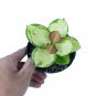 HOYA AUSTRALIS free phytosanitary