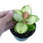 HOYA AUSTRALIS free phytosanitary