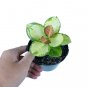 HOYA AUSTRALIS free phytosanitary