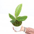 HOYA CALLISTOPHYLLA free phytosanitary