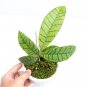HOYA CALLISTOPHYLLA free phytosanitary