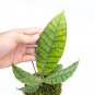 HOYA CALLISTOPHYLLA free phytosanitary