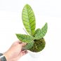 HOYA CALLISTOPHYLLA free phytosanitary