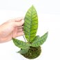 HOYA CALLISTOPHYLLA free phytosanitary