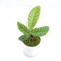 HOYA CALLISTOPHYLLA free phytosanitary