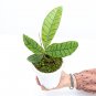 HOYA CALLISTOPHYLLA free phytosanitary