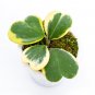 HOYA KERRI VARIEGATED free phytosanitary