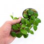 HOYA LACUNOSA free phytosanitary