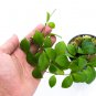 HOYA LACUNOSA free phytosanitary