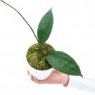 HOYA MACROPHYLLA free phytosanitary