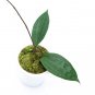 HOYA MACROPHYLLA free phytosanitary