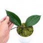 HOYA MACROPHYLLA free phytosanitary
