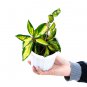 HOYA CARNOSA TRICOLOUR free phytosanitary