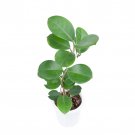 HOYA AUSTRALIS free phytosanitary