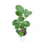 HOYA AUSTRALIS free phytosanitary