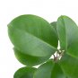 HOYA AUSTRALIS free phytosanitary