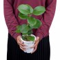HOYA AUSTRALIS free phytosanitary