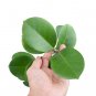 HOYA AUSTRALIS free phytosanitary