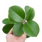 HOYA AUSTRALIS free phytosanitary