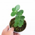HOYA CUMINGIANA free phytosanitary