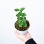 HOYA CUMINGIANA free phytosanitary