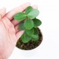HOYA CUMINGIANA free phytosanitary