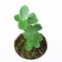 HOYA CUMINGIANA free phytosanitary