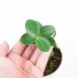 HOYA CUMINGIANA free phytosanitary