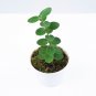 HOYA CUMINGIANA free phytosanitary