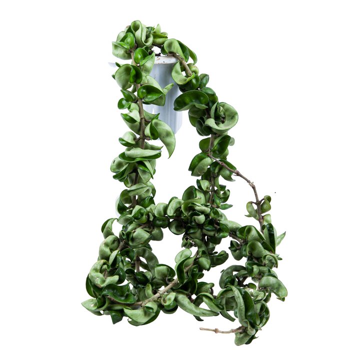 HOYA COMPACTA LONG free phytosanitary
