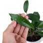 HOYA PUBLICALIX free phytosanitary