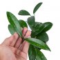 HOYA PUBLICALIX free phytosanitary