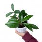 HOYA PUBLICALIX free phytosanitary