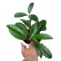 HOYA PUBLICALIX free phytosanitary